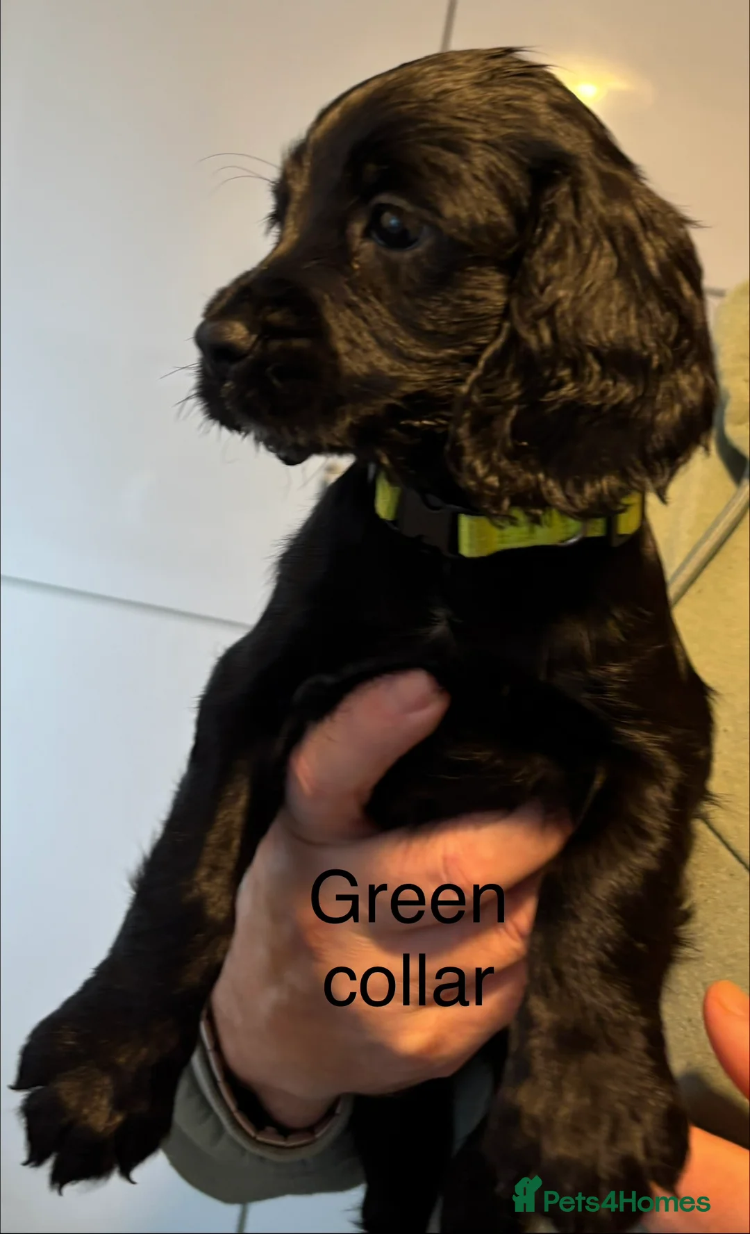Cocker Spaniel dogs for sale: Cocker Spaniel Puppies  - Advert 9