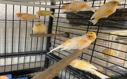 Canaries birds for sale: Red Mosaic Canaries - Image 6