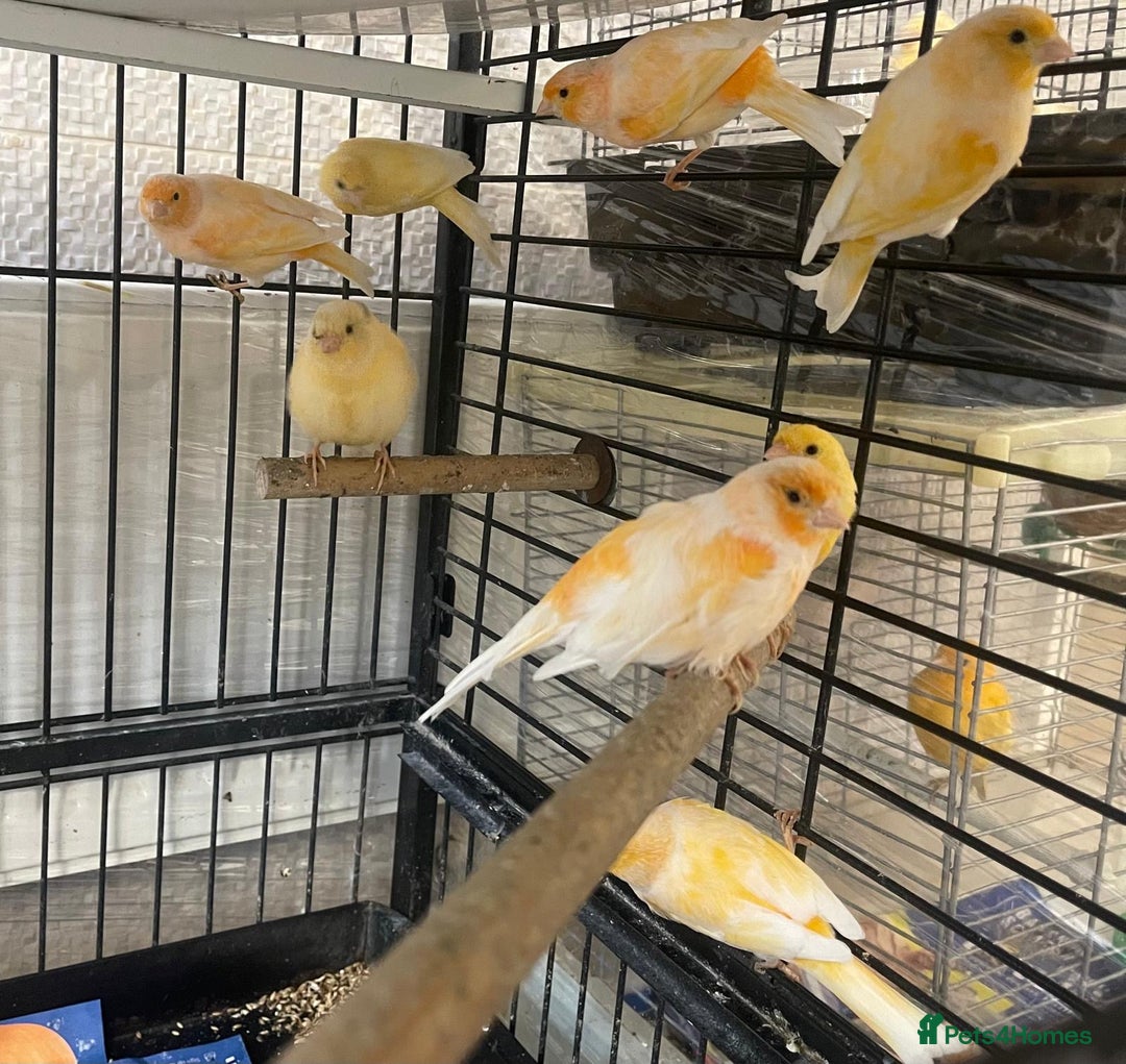 Canaries birds for sale: Red Mosaic Canaries - Image 6