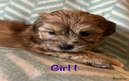 Mixed Breed dogs for sale: Beautiful Malshi-Poo Puppies (Shmoodles) ❤️ - Image 6