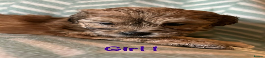 Mixed Breed Puppy 2