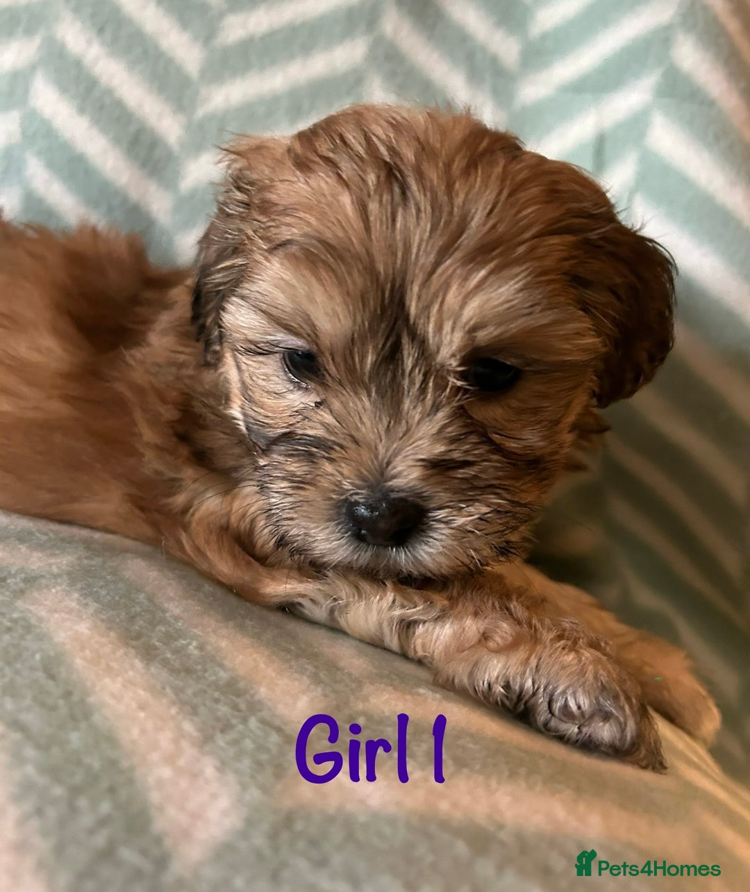 Mixed Breed dogs for sale: Beautiful Malshi-Poo Puppies (Shmoodles) ❤️ - Image 6