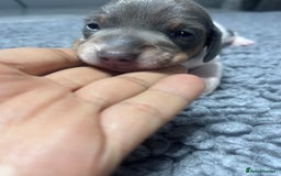 Miniature Dachshund dogs for sale: Miniature Dachshund male puppies  - Image 7