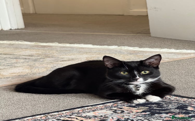 Domestic Shorthair cats - Advert 2