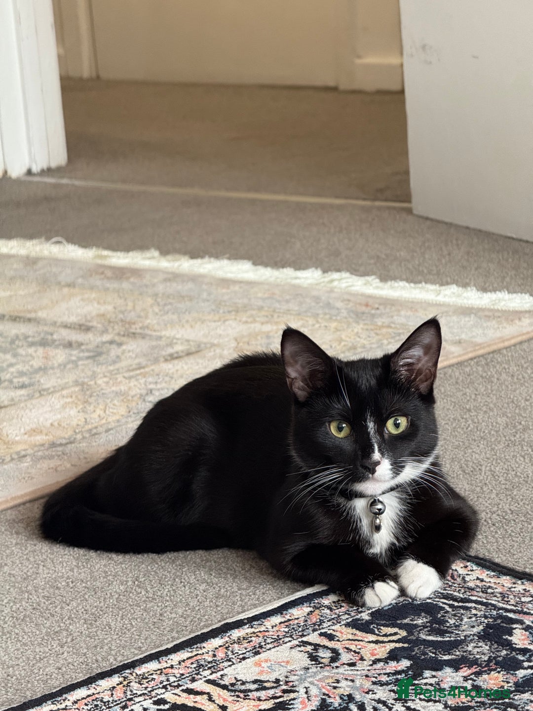 Domestic Shorthair cats for sale: Russia - Image 1