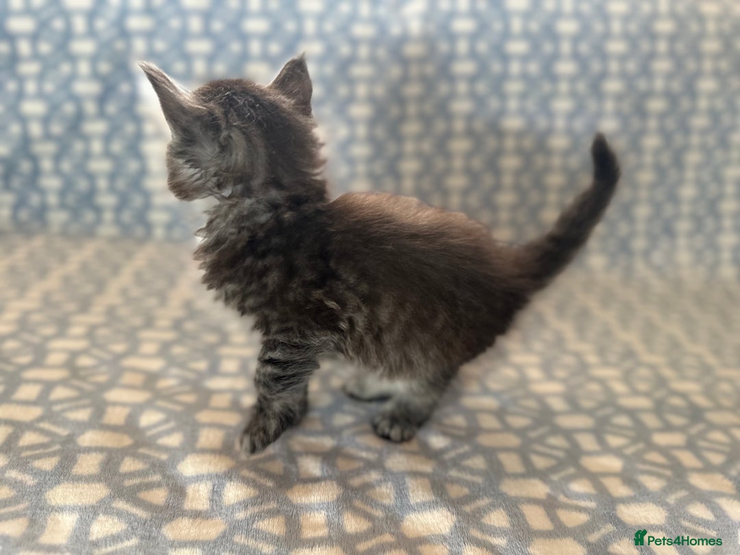 Maine Coon cats for sale: A litter of 7 Beautiful Maine coon kittens - Advert 17