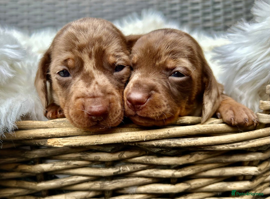 Miniature Dachshund dogs for sale: Beautiful chocolate dapple boys - Advert 4