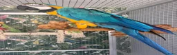 Macaws birds for sale: 6 year old blue and gold macaw  - Advert 2