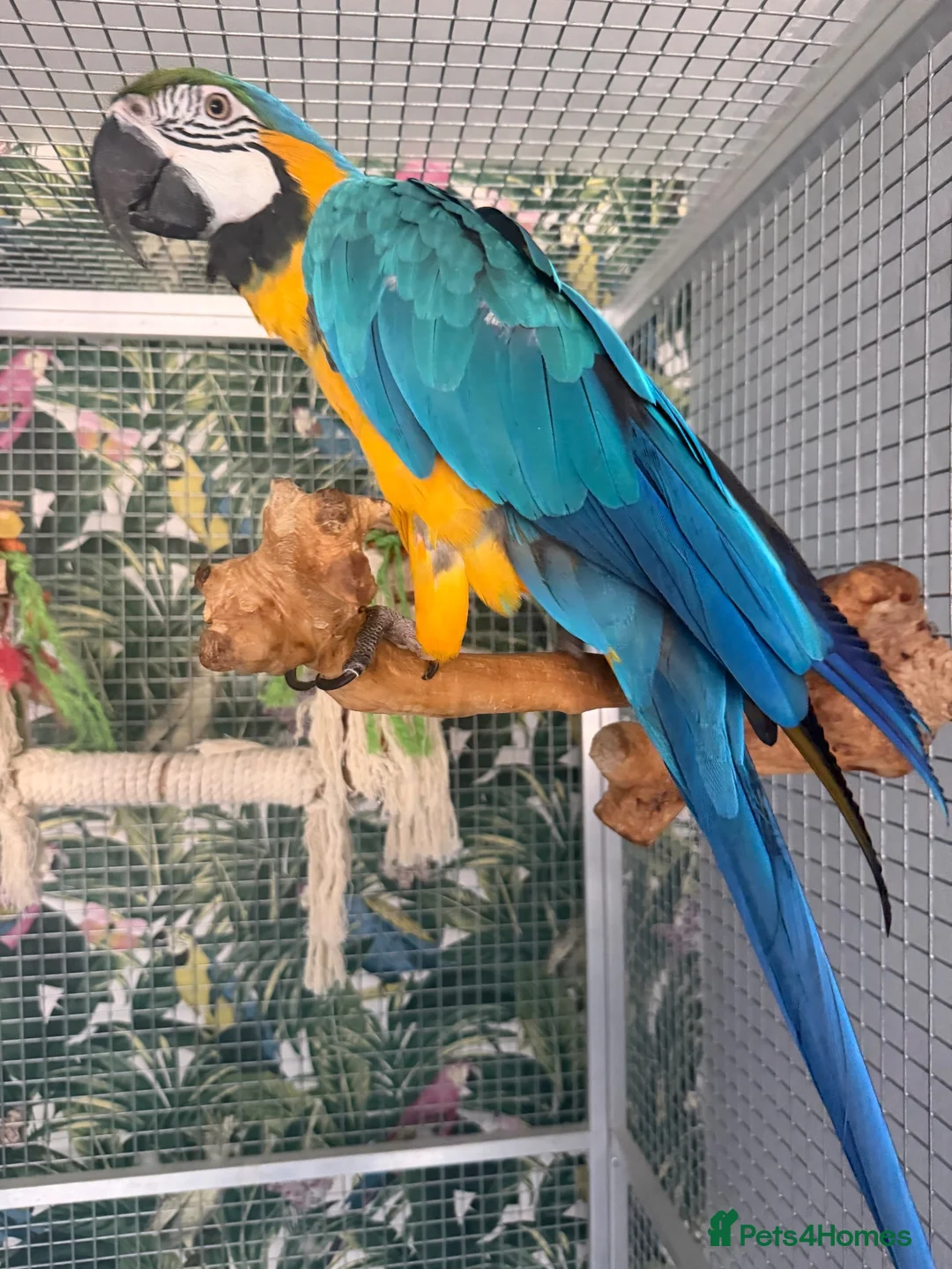 Macaws birds for sale: 6 year old blue and gold macaw  - Advert 2