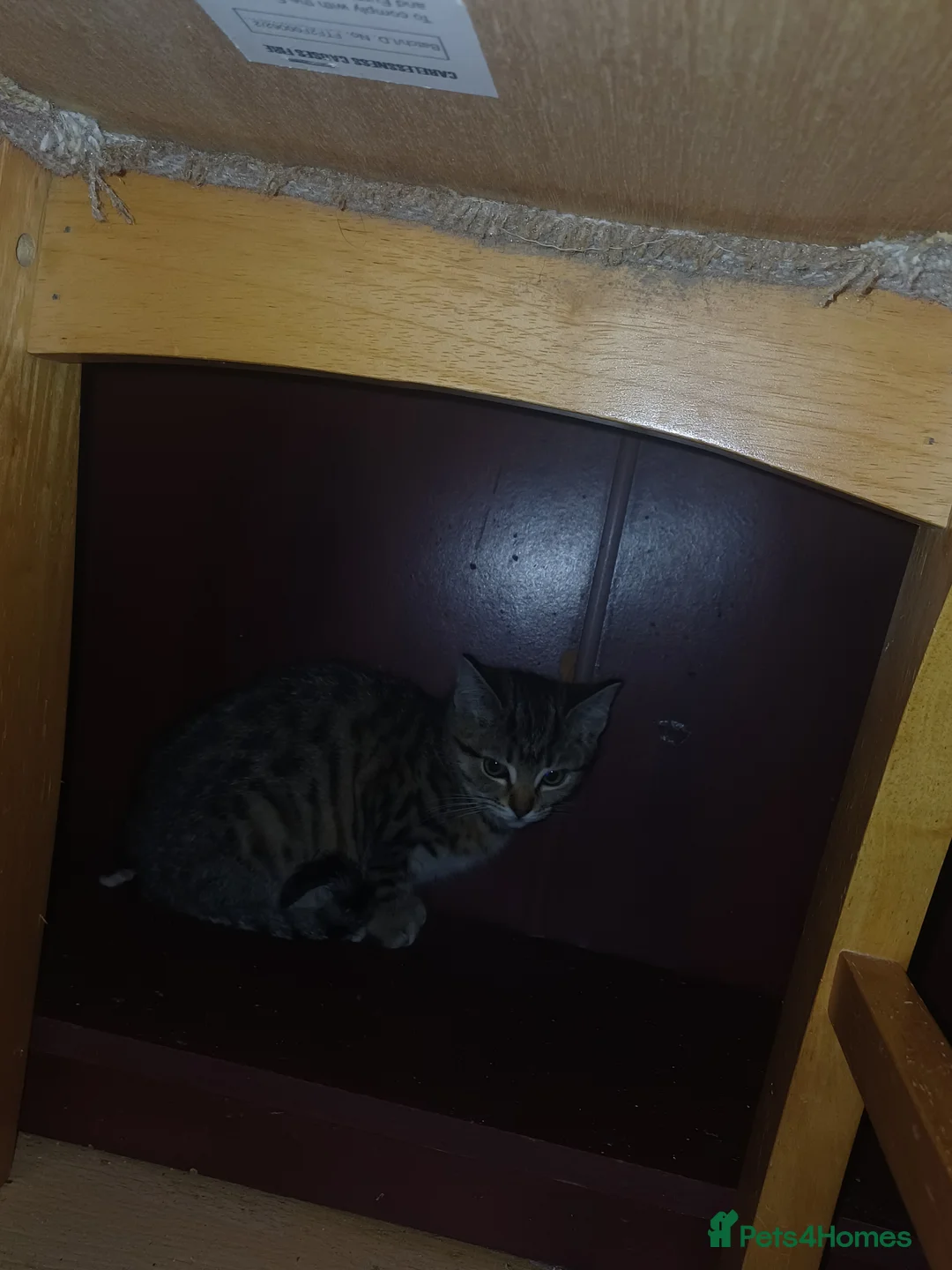 Domestic Shorthair cats for sale: Rehoming the last 3-month-old kitten - Advert 6