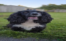 Cocker Spaniel dogs for sale: Exquisite Brown/White Working Cocker Spaniel Pups - Image 9