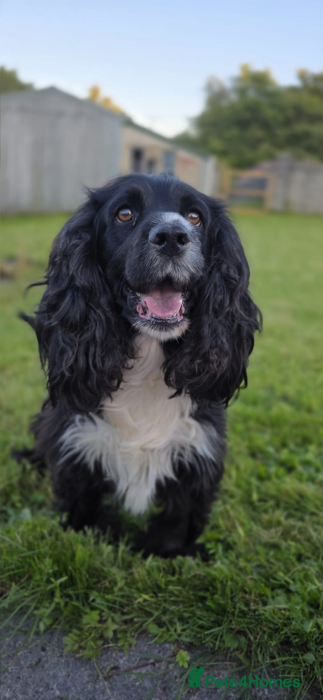 Cocker Spaniel dogs for sale: Exquisite Brown/White Working Cocker Spaniel Pups - Image 9
