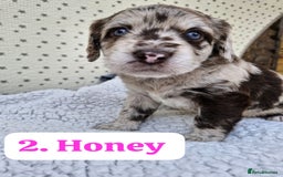 Labradoodle dogs for sale: 10 F1b labradoodles  - Image 3