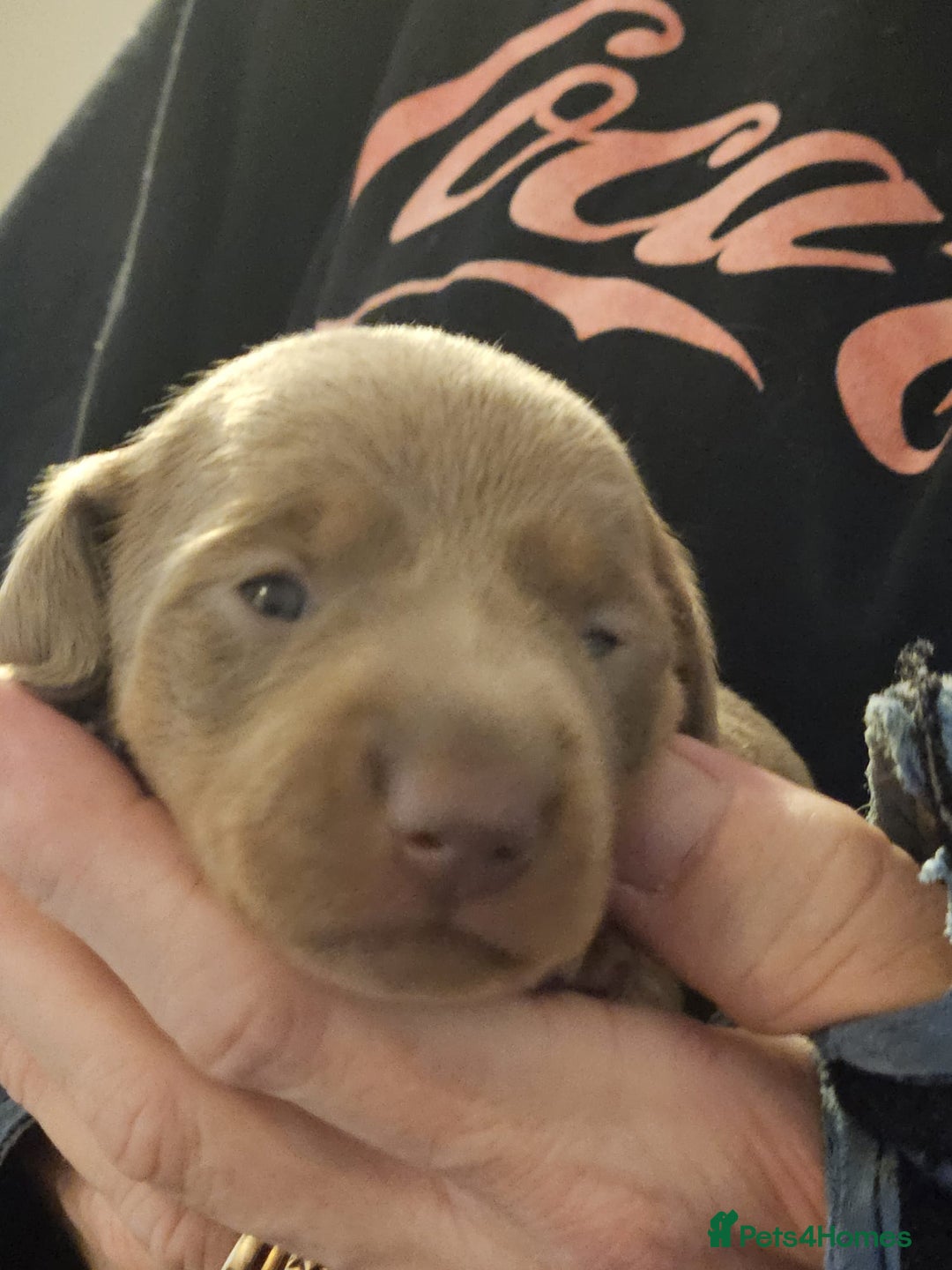 Dachshund dogs for sale: Dachshand girls for sale  - Advert 7