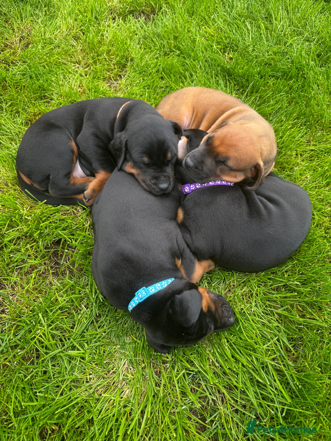 Dobermann dogs for sale: F1b Working dobermanns  - Image 25