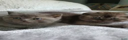 Scottish Fold cats for sale: Scottish Fold Kittens Available - Advert 5