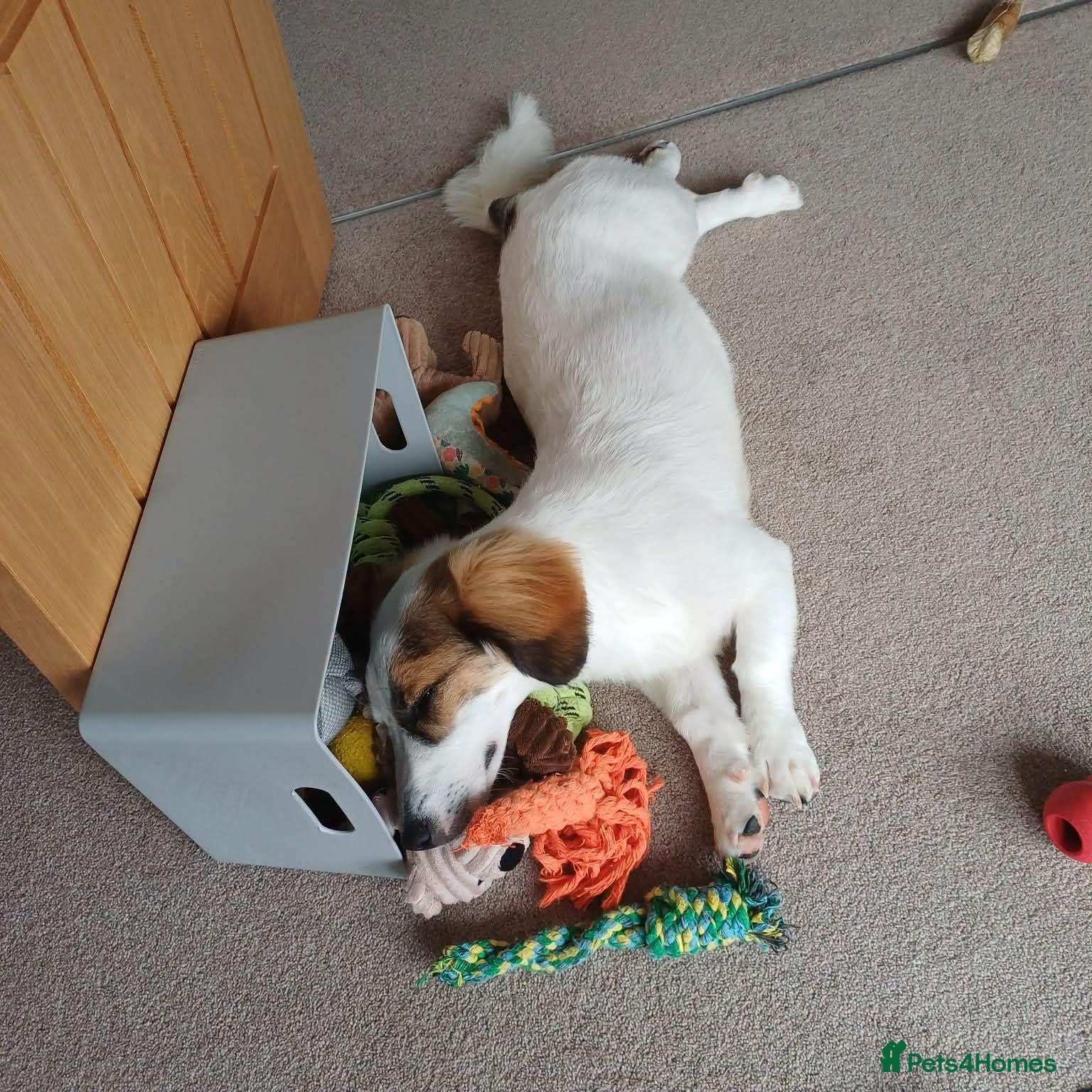 Mixed Breed dogs Mabel Needs You  - Advert 1