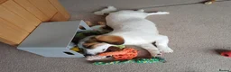 Mixed Breed dogs for adoption: Mabel Needs You  in Aylesbury - Advert 1