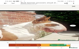 English Bull Terrier dogs for sale: Top Quality English bull terriers! - Image 4