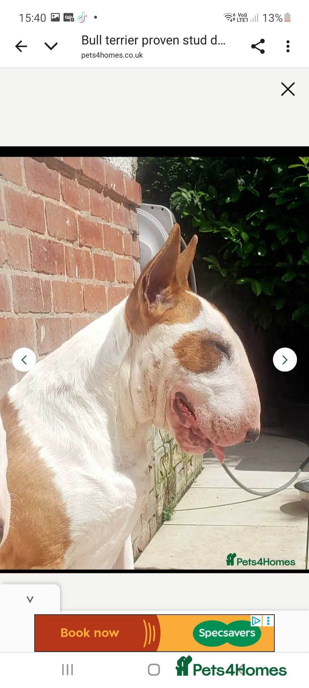 English Bull Terrier dogs for sale: Top Quality English bull terriers! - Image 4