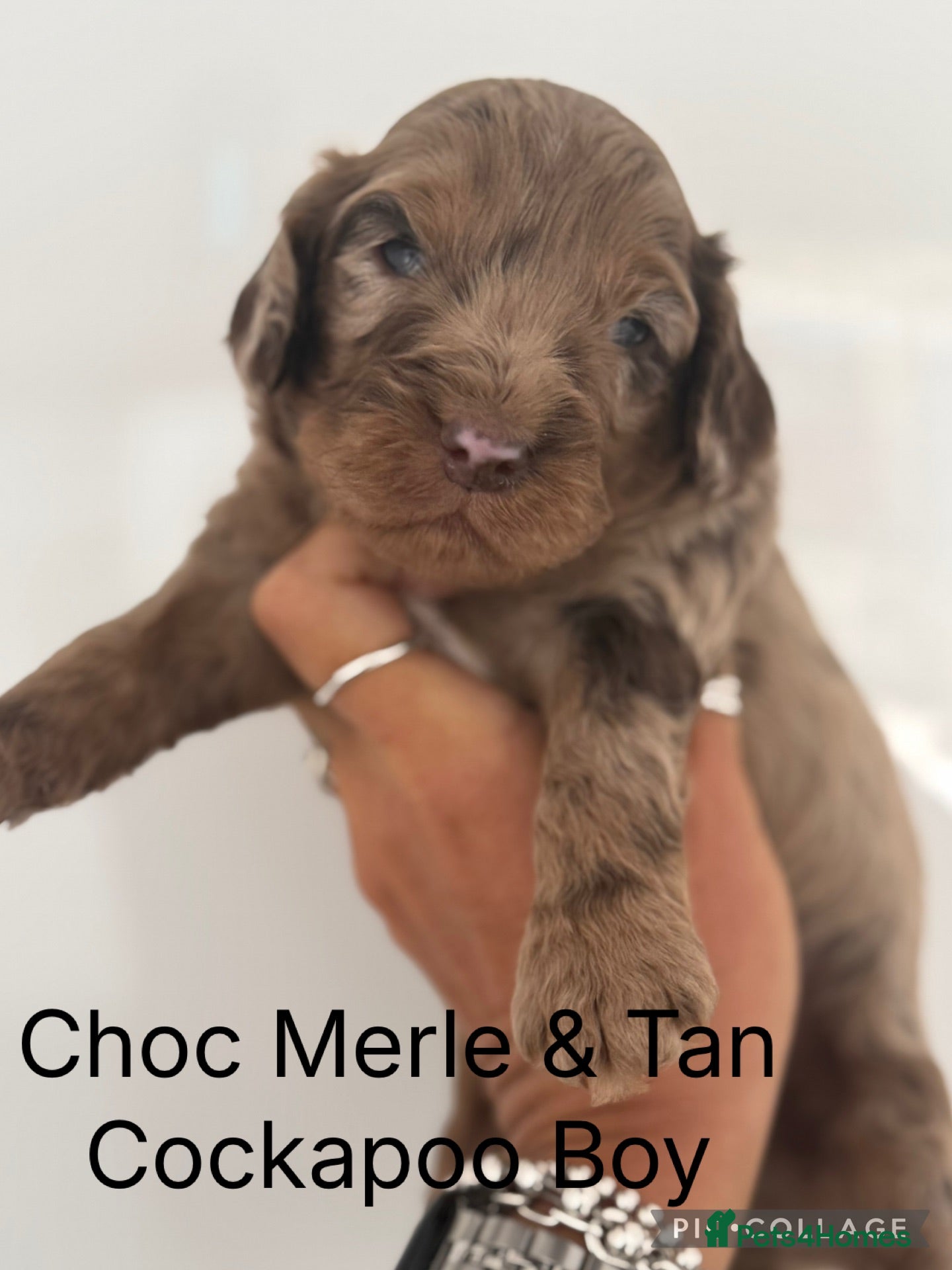 Cockapoo dogs Choc & Choc Merle F1 Cockapoo’s - Advert 2