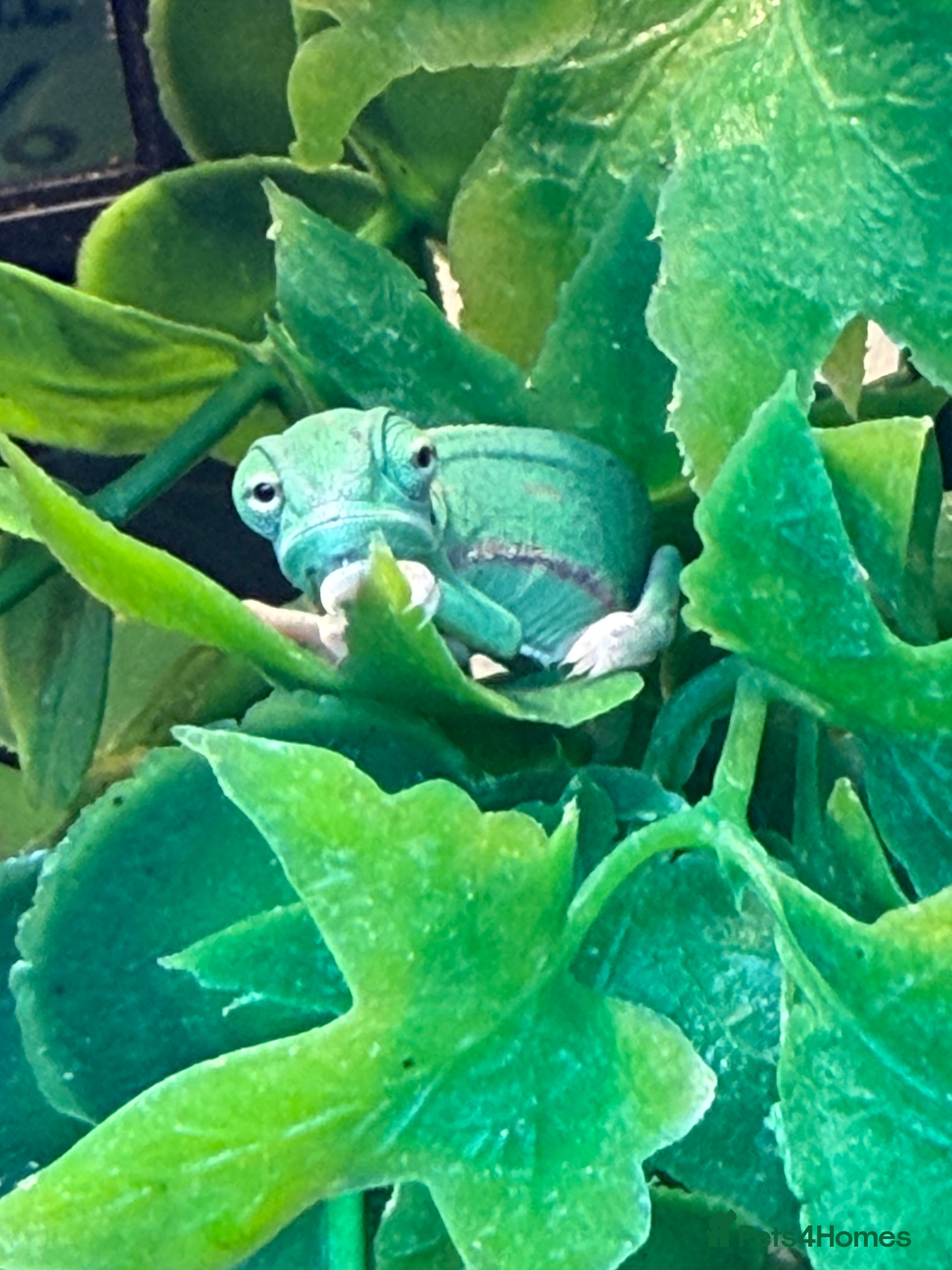 Dragon reptiles Baby veiled pied chameleons - Advert 1