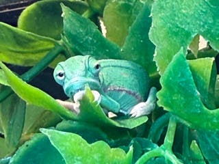 Dragon reptiles Baby veiled pied chameleons - Advert 5