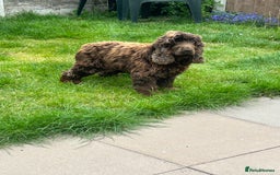 Cocker Spaniel dogs for sale: 🐾🐶 SHOW TYPE COCKER SPANIELS🐶🐾 - Image 33