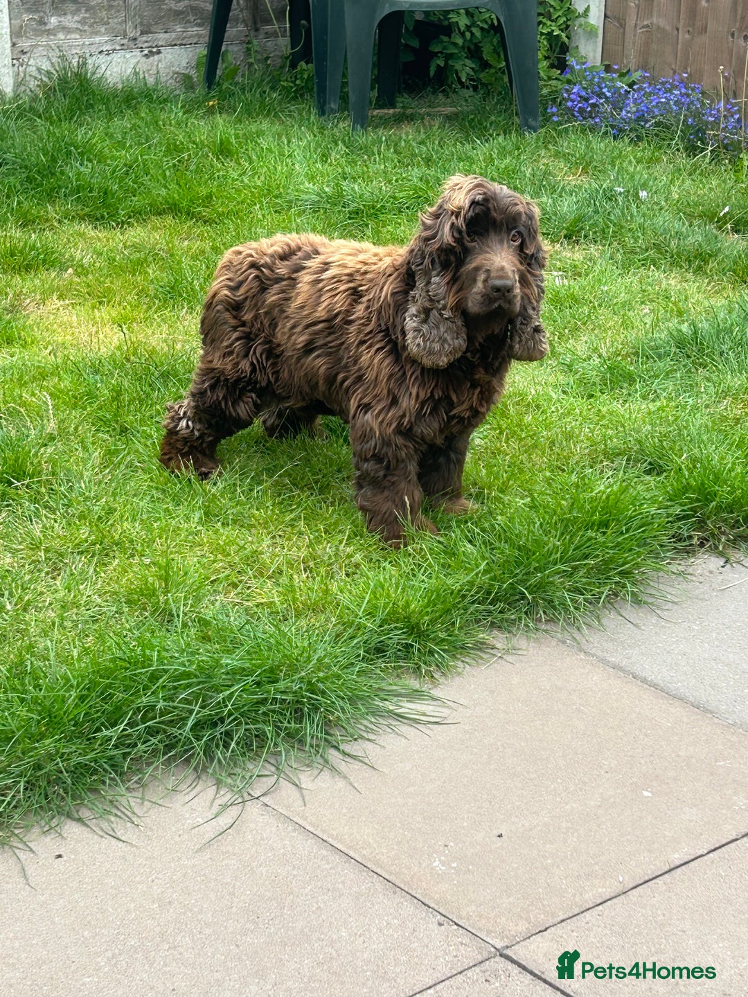 Cocker Spaniel dogs for sale: 🐾🐶 SHOW TYPE COCKER SPANIELS🐶🐾 - Image 33