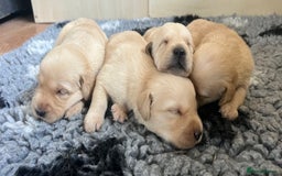 Goldador dogs for sale: Beautiful goldador puppies - Image 5