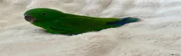 Parrots birds for sale: Eclectus Parrot  - Advert 4