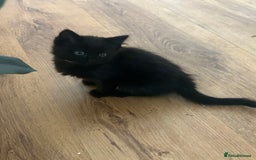 Mixed Breed cats for sale: Kittens - Image 2