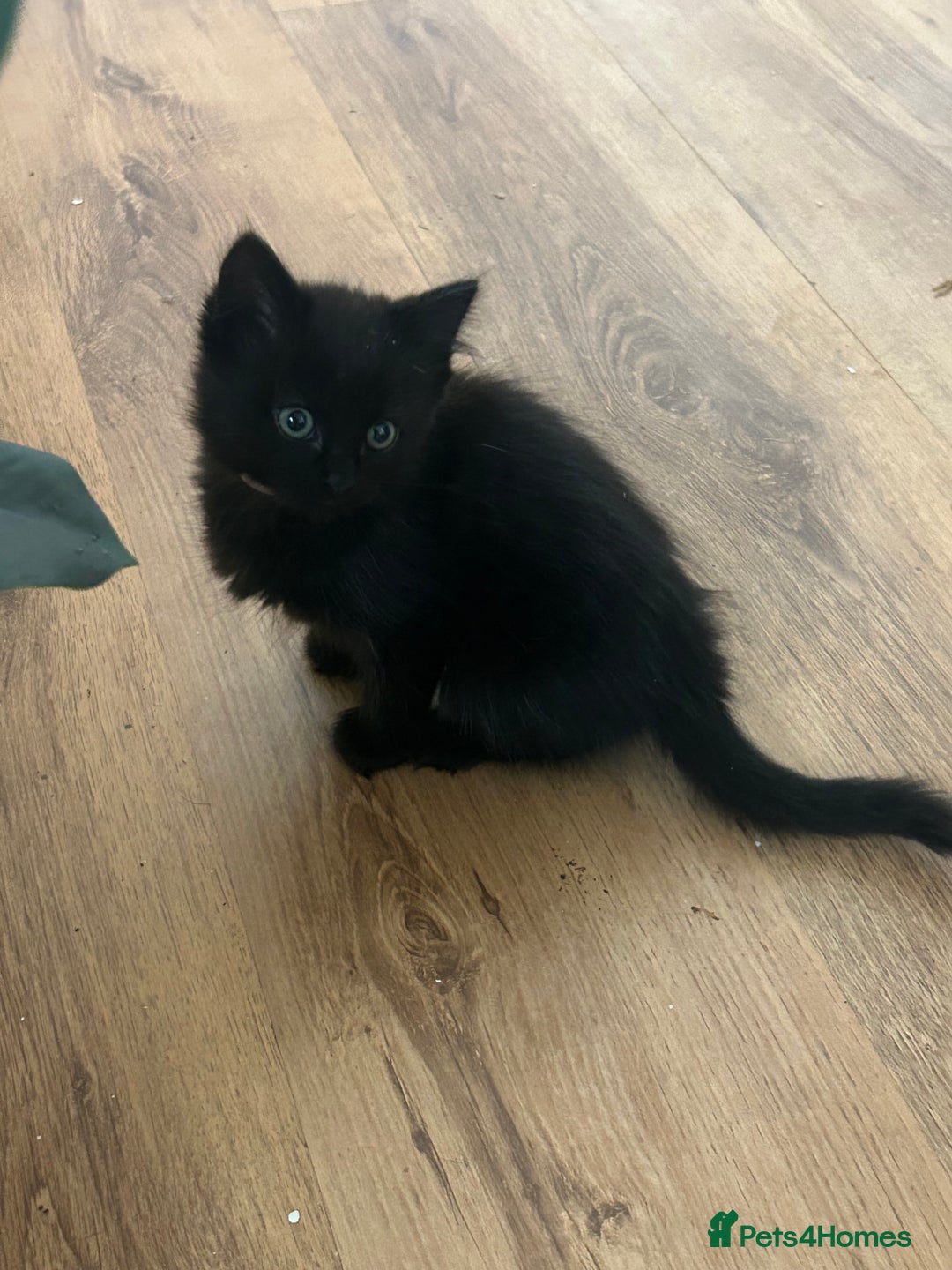 Mixed Breed cats for sale: Kittens - Image 2