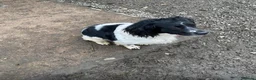 English Springer Spaniel dogs for sale: Springer spaniel pups - Advert 2