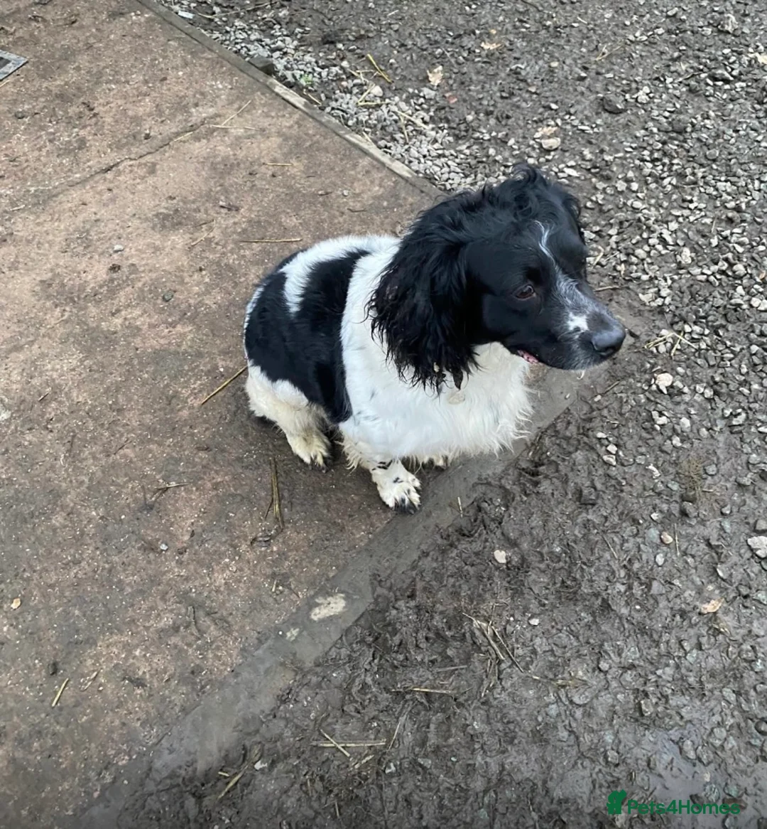 English Springer Spaniel dogs for sale: Springer spaniel pups - Advert 2
