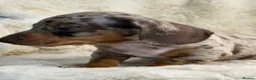 Miniature Dachshund dogs for sale: Top quality mini smooth dachshund puppies  - Advert 19
