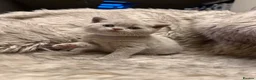 British Shorthair cats for sale: Supreme Champion Line British Shorthair Kittens - Advert 29
