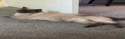 British Shorthair cats for sale: British short hair kittens  - Advert 1