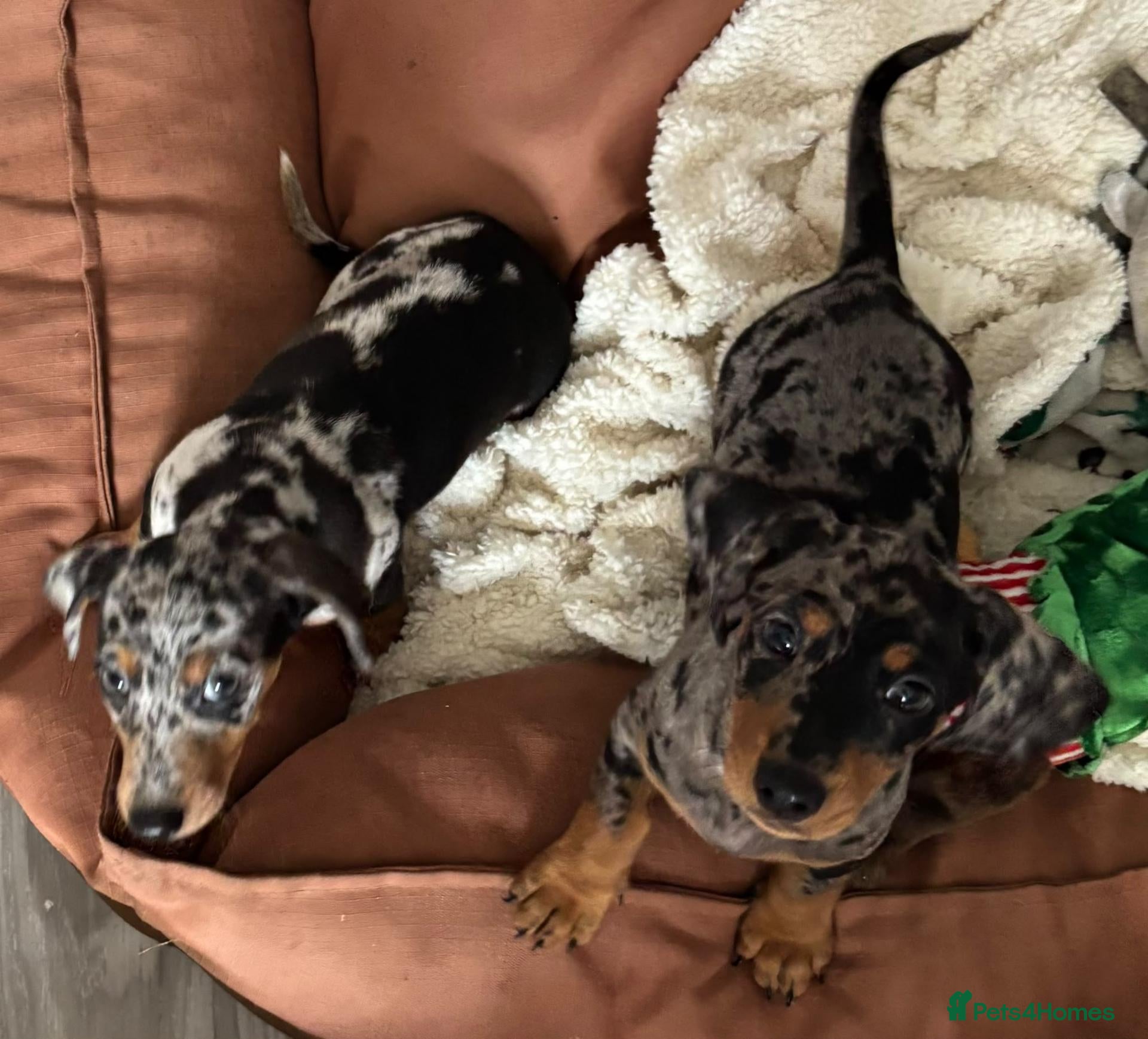 Miniature Dachshund dogs 🐶 🐶 Miniature Dachshund Puppies   - Advert 14