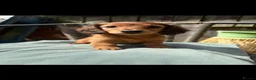 Miniature Dachshund dogs for sale: Long haired miniature dachshunds - Advert 9