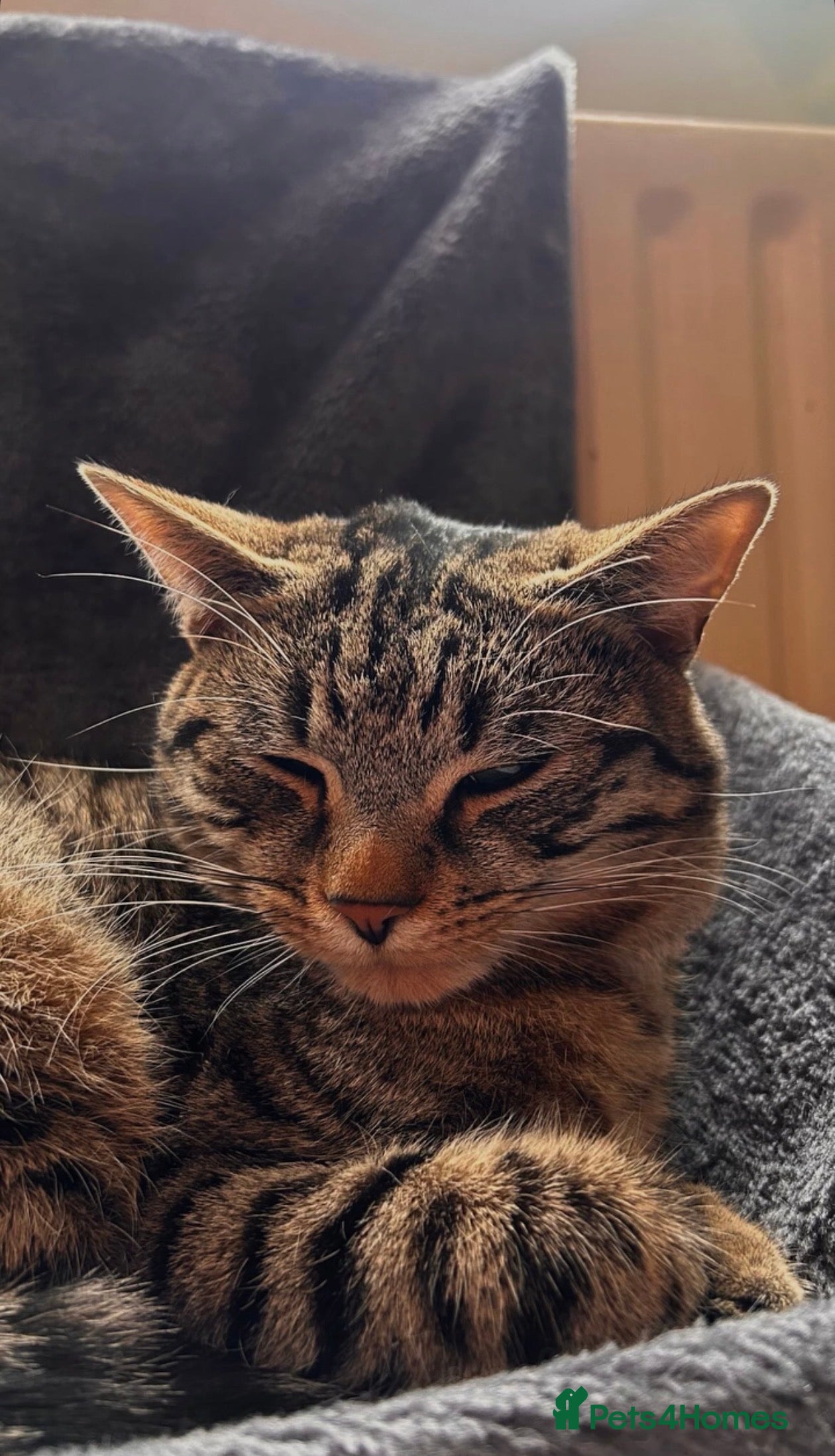 Mixed Breed cats 4x mixed breed kittens age 5 months old - Advert 13