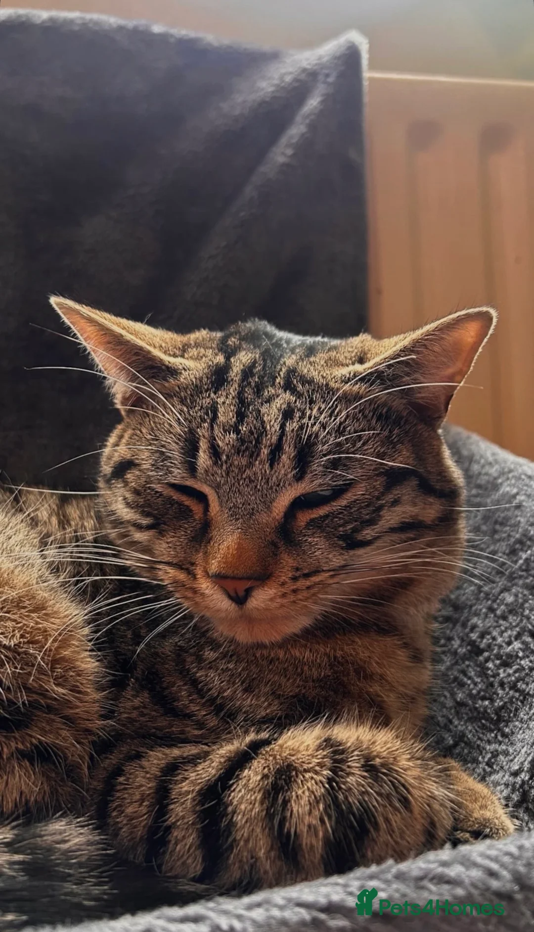 Mixed Breed cats for sale: 4x mixed breed kittens age 5 months old - Advert 1