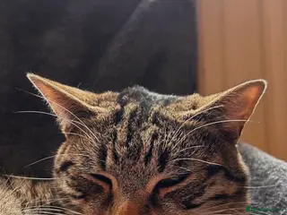 Mixed Breed cats 4x mixed breed kittens age 5 months old - Advert 5