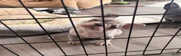 French Bulldog dogs for sale: French Bulldog Puppies - Advert 6