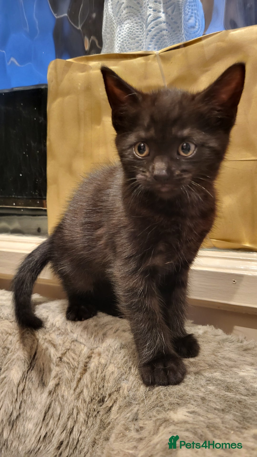 Mixed Breed cats for sale: Mixed breed kittens - Image 2