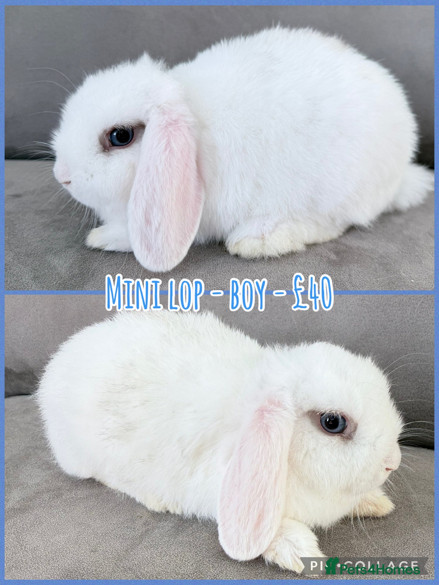 Mini Lop rabbits for sale: Mini Lop Rabbits - Advert 3