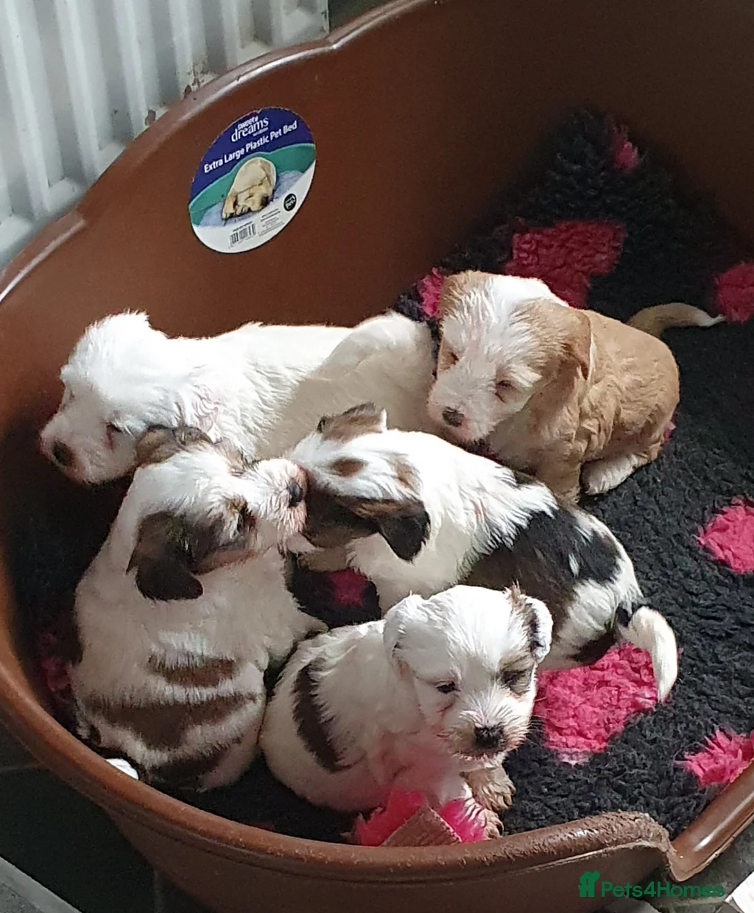 Tibetan Terrier dogs for sale: Stunning KCreged Tibetan terriers  in Trimdon Station - Advert 1