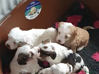 Tibetan Terrier dogs Stunning KCreged Tibetan terriers - Advert 11