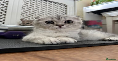 Scottish Fold cats - Advert 7