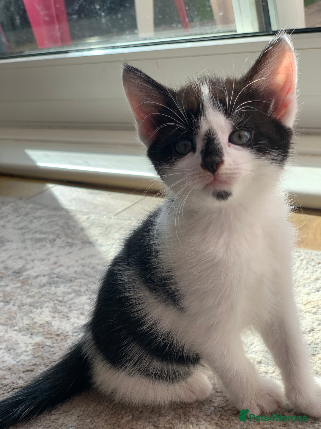 European cats for sale: three little girls and a little boy - Image 1